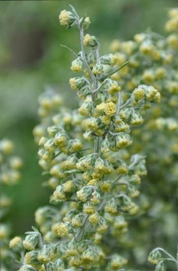 African wormwood specimen from the highlands